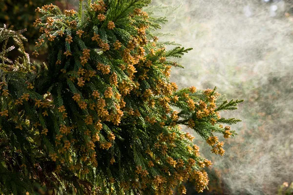 花粉症の種類
